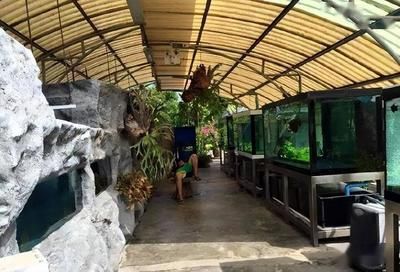 龍魚最小用多大缸：養一條龍魚最小用多大的缸