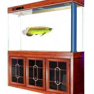 養龍魚的魚缸用白底還是黑底好看些呀：養龍魚的魚缸底色選擇