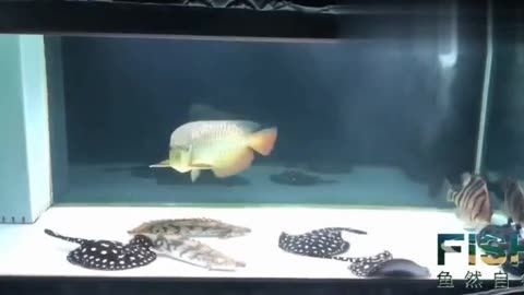 養龍魚的魚缸用白底還是黑底好看些呀：養龍魚的魚缸底色選擇