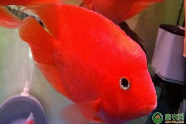 紅財神魚能招財嗎【紅財神魚養殖要點】