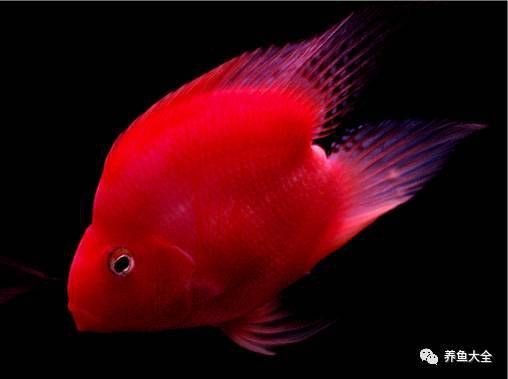 紅財神魚能招財嗎【紅財神魚養殖要點】