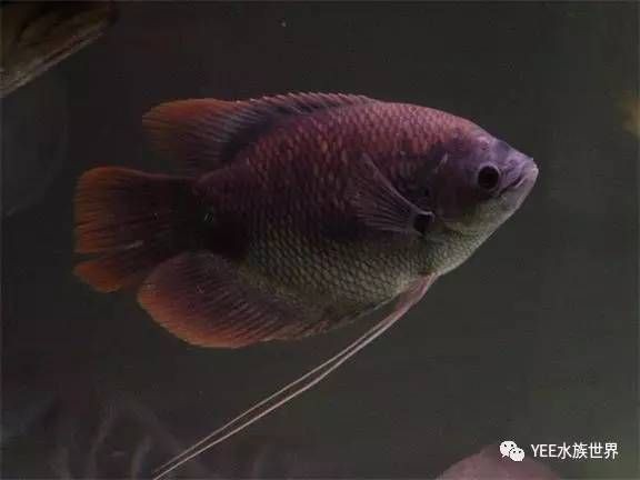 紅財神魚能招財嗎【紅財神魚養殖要點】