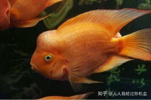 紅財神魚能招財嗎【紅財神魚養殖要點】