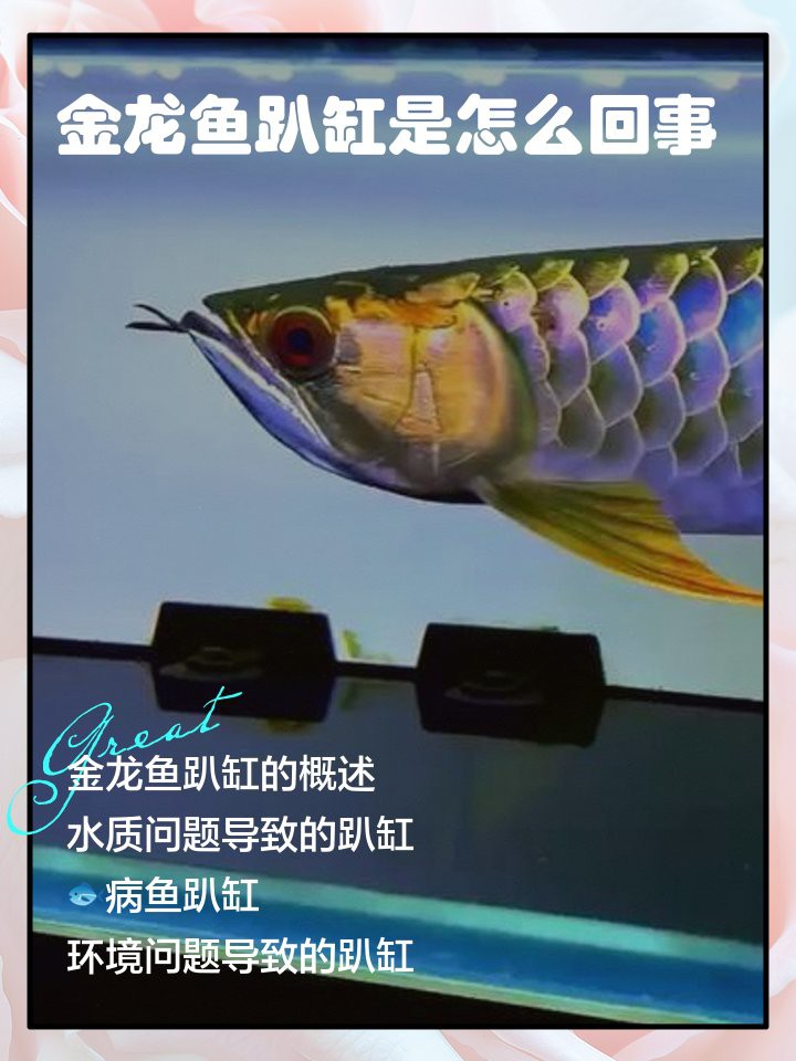 金龍魚停止爬背后如何護理？【金龍魚停止爬背會持續多久？】