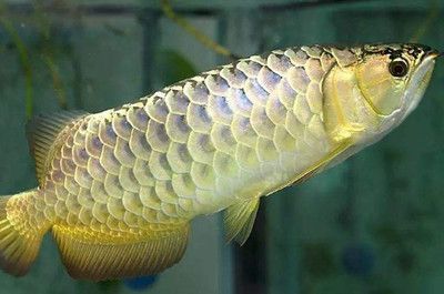 龍魚細菌感染要掛怎么搶救（龍魚細菌感染怎么搶救） 龍魚細菌感染要掛怎么搶救（龍魚細菌感染怎么搶救） 龍魚百科 第1張