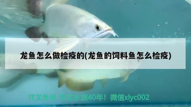 龍魚如何做檢疫：關于龍魚檢疫的詳細步驟和注意事項