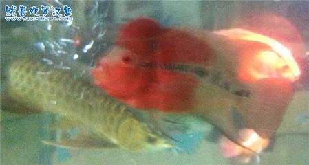 龍魚混養防止打架的四個小妙招，早看止損，：如何防止混養龍魚打架？