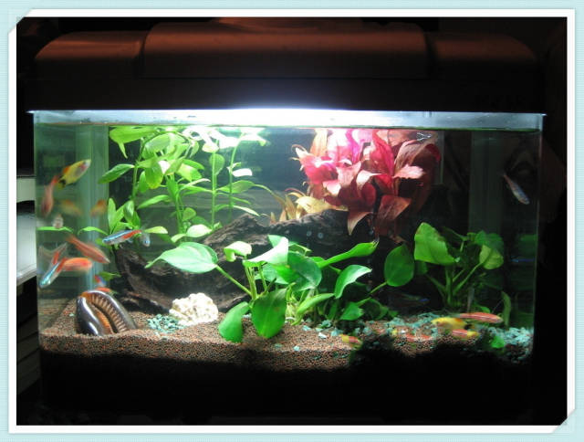 珠海魚缸 推薦龍魚世家水族館：珠海魚缸之選，龍魚世家水族館，水族愛好者的夢幻家園