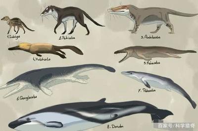 大湖紅龍魚的審美標準