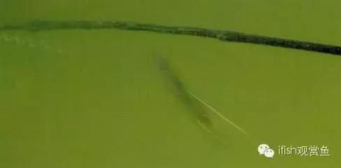 恐龍魚混養什么魚好：恐龍魚混養水族箱布局 恐龍魚混養什么魚好：恐龍魚混養水族箱布局 龍魚百科 第5張