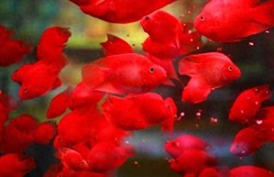 恐龍魚混養什么魚好：恐龍魚混養水族箱布局 恐龍魚混養什么魚好：恐龍魚混養水族箱布局 龍魚百科 第4張