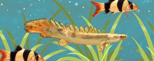 恐龍魚混養什么魚好：恐龍魚混養水族箱布局 恐龍魚混養什么魚好：恐龍魚混養水族箱布局 龍魚百科 第3張