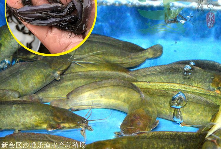 龍魚養一條風水學(金龍魚養幾條最好風水學)