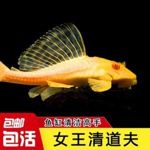 金龍魚(yú)紅眼和黑眼區(qū)別：探討金龍魚(yú)紅眼和黑眼的區(qū)別