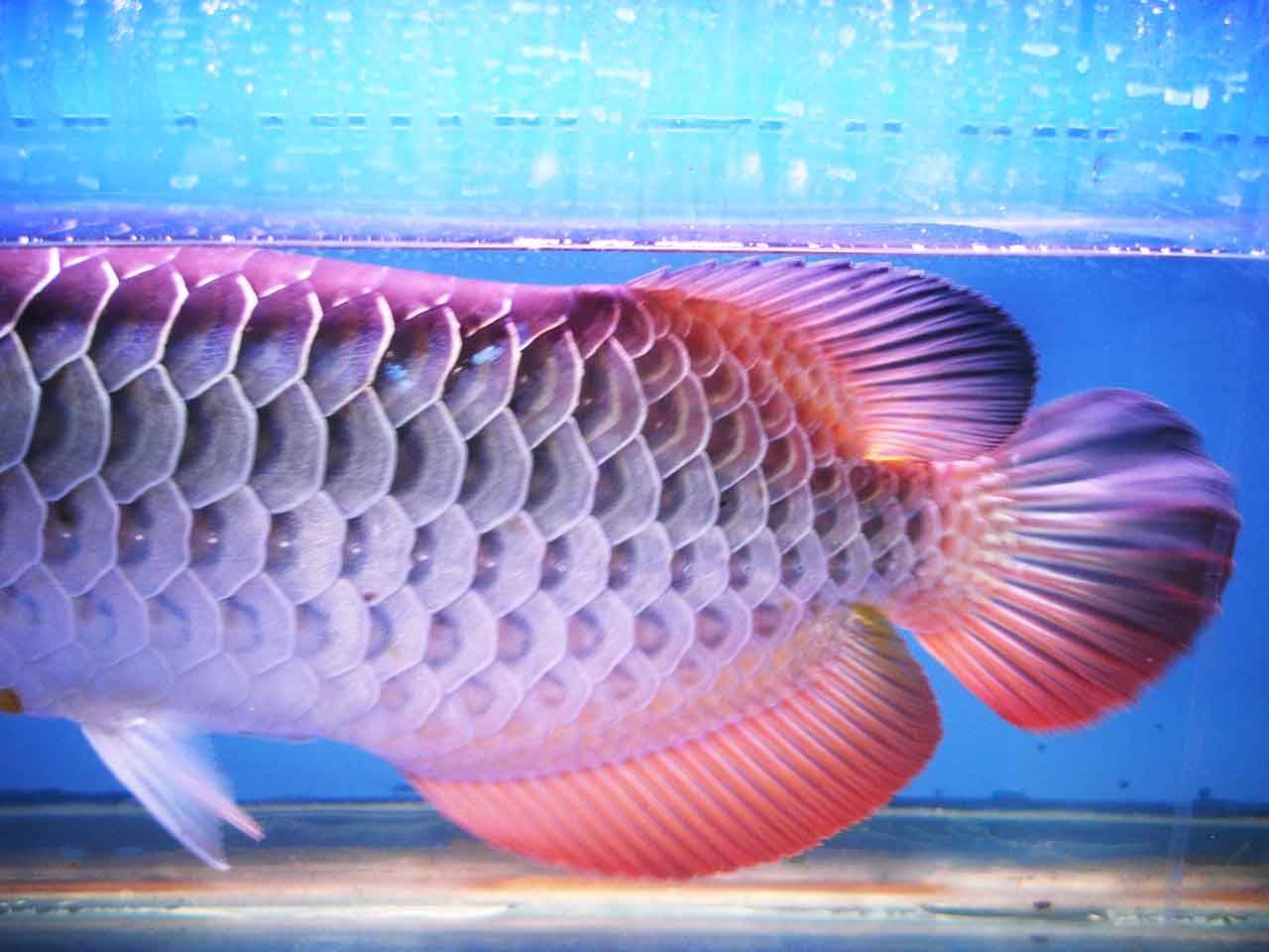 金龍魚(yú)紅眼和黑眼區(qū)別：探討金龍魚(yú)紅眼和黑眼的區(qū)別