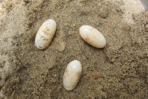 龍魚和烏魚哪個好吃點：龍魚和烏魚哪個更好吃 龍魚和烏魚哪個好吃點：龍魚和烏魚哪個更好吃 龍魚百科 第5張