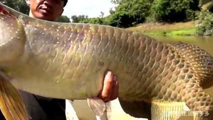 金龍魚(yú)到底好不好釣：《天天釣魚(yú)》金龍魚(yú)釣魚(yú)餌料選擇指南