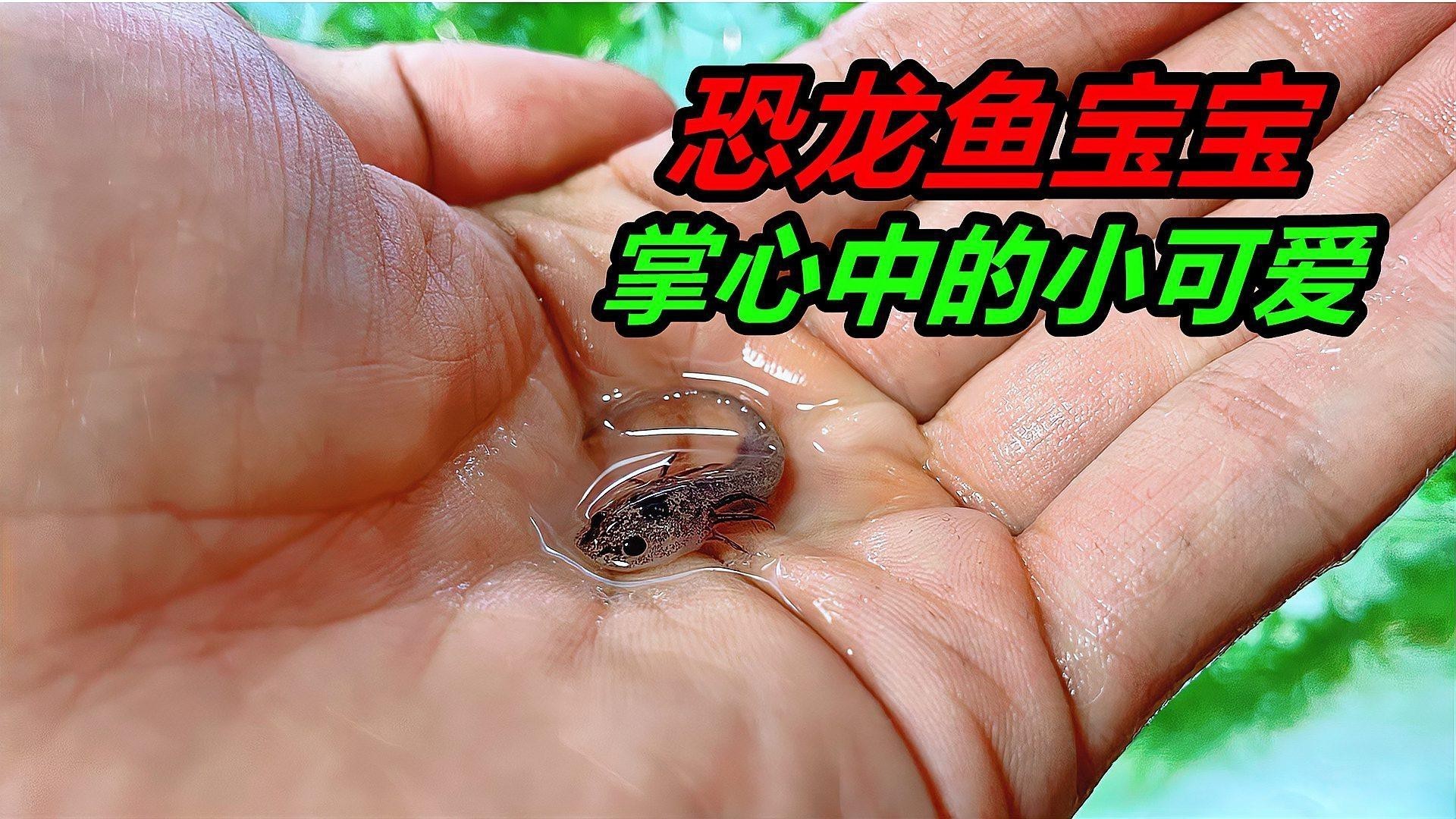恐龍魚一直游來游去怎么辦呀