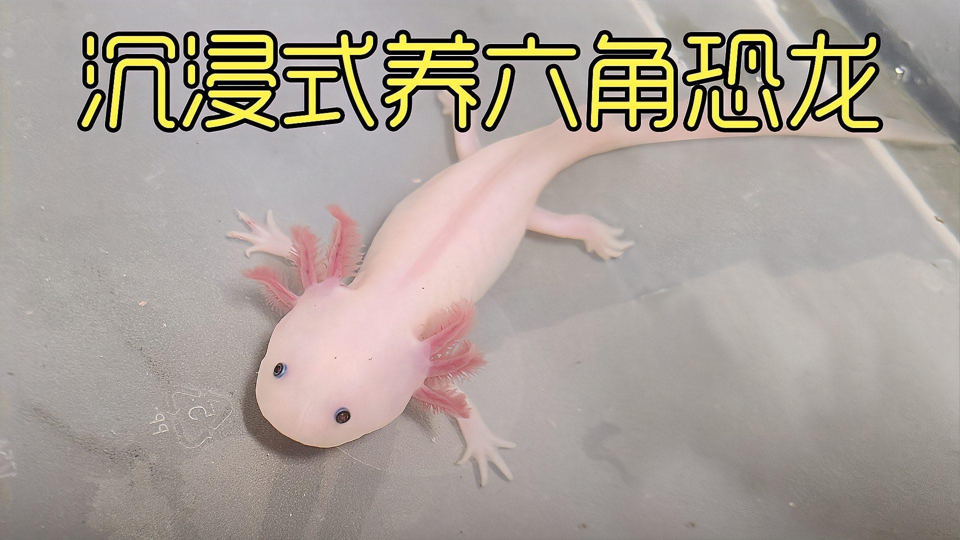 恐龍魚一直游來游去怎么辦呀
