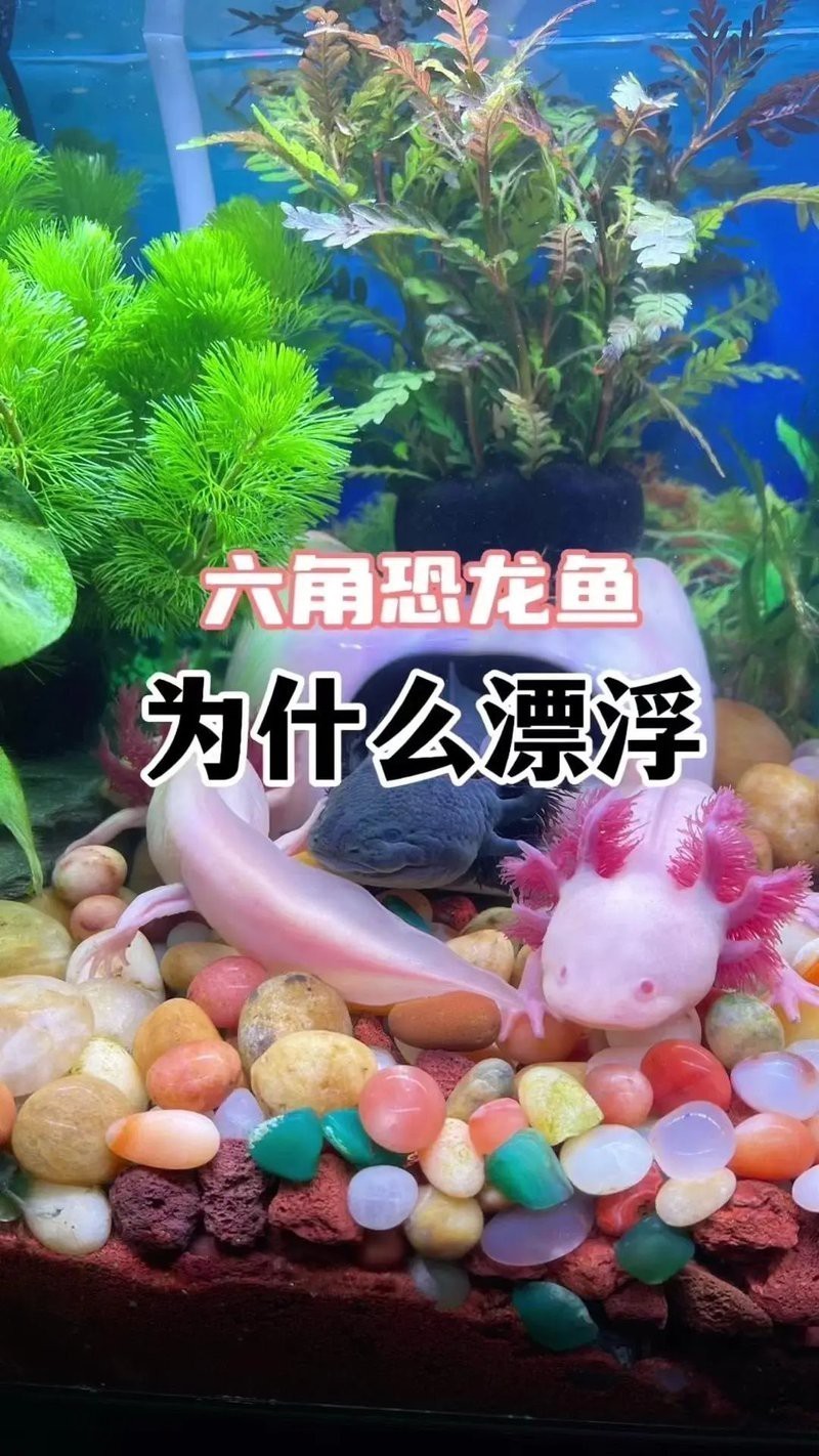 恐龍魚一直游來游去怎么辦呀