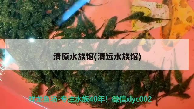 清原水族館(清遠水族館)