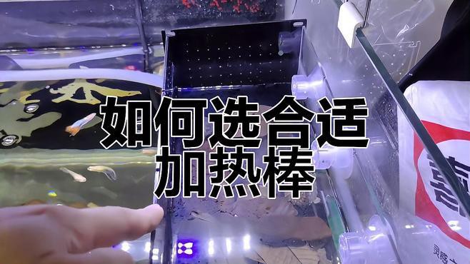 如何選擇適合魚缸的恒溫加熱器？ 如何選擇適合魚缸的恒溫加熱器？ 龍魚百科 第7張
