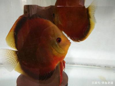 紅龍魚專賣店