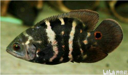 魚(yú)缸里有一層白色的膜 魚(yú)缸里有一層白色的膜怎么回事