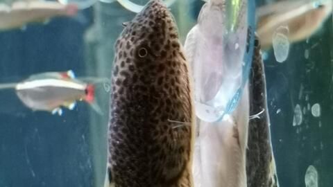 網上買的魚怎么入魚缸：新魚入缸后3天內不應喂食，以下步驟和注意事項和注意事項