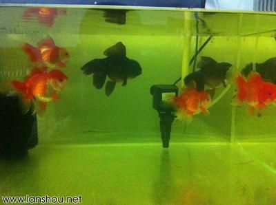 網上買的魚怎么入魚缸：新魚入缸后3天內不應喂食，以下步驟和注意事項和注意事項