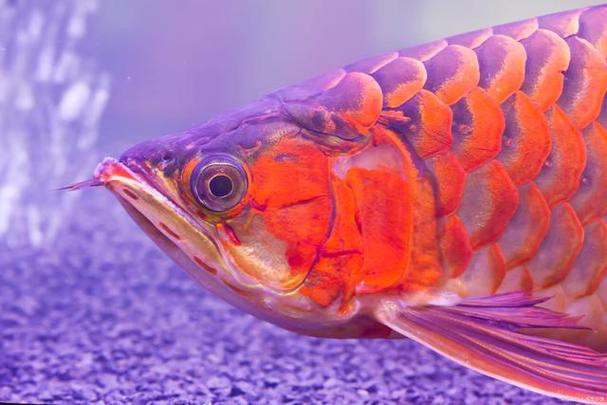 給我高清版的紅金龍魚圖片 給我高清版的紅金龍魚圖片 龍魚百科 第18張