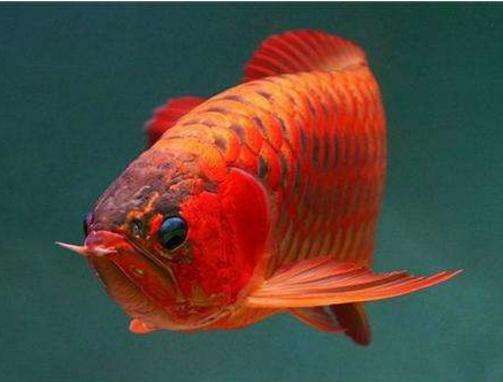 給我高清版的紅金龍魚圖片 給我高清版的紅金龍魚圖片 龍魚百科 第10張