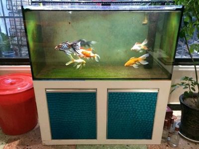 斑馬魚公母的區(qū)別(斑馬魚公母是有什么特點(diǎn))