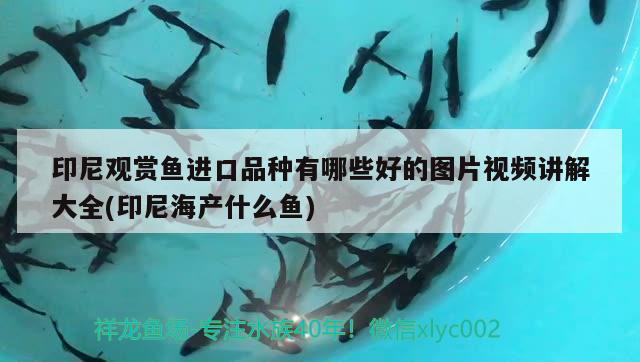 10厘米的銀龍魚吃什么飼料最好（銀龍冬季怎么喂）