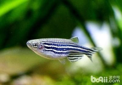 元寶鳳凰紅龍魚，水族箱中的三大瑰寶，元寶鳳凰紅龍魚，水族箱三大瑰寶的魅力