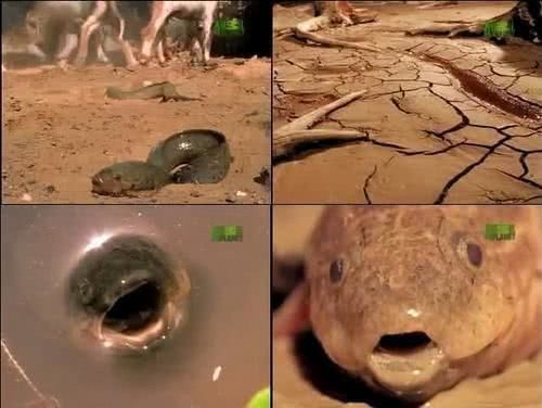 魚缸四神獸的來歷，風(fēng)水與觀賞魚的奇妙結(jié)合，魚缸四神獸的傳說，揭秘風(fēng)水與觀賞魚的靈性共生