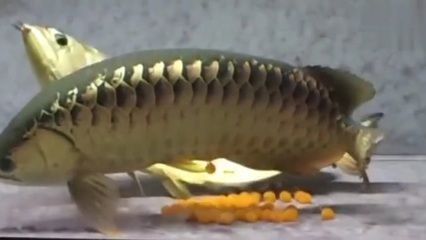 金龍魚吃得肚子鼓鼓的怎么辦 金龍魚吃得肚子鼓鼓的怎么辦 龍魚百科 第1張