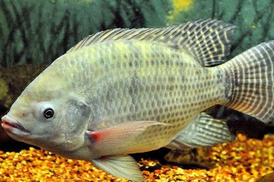 鶴壁龍魚魚缸：鶴壁龍魚魚缸，打造家居水族藝術的完美選擇