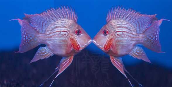 元寶鳳凰魚能繁殖嗎：元寶鳳凰魚可以繁殖嗎，元寶鳳凰魚能成功繁殖嗎