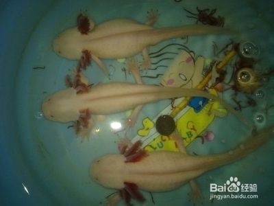 龍魚急救成功案例：龍魚急救成功案例，