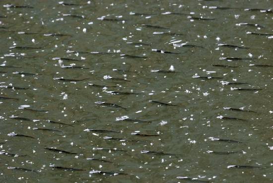 東莞二手魚缸出售轉讓 二手魚缸出售批發市場