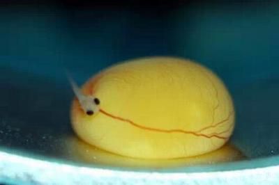 龍魚蛋怎么孵化,龍魚蛋孵化步驟和注意事項和注意事項:龍魚蛋孵化步驟和注意事項和注意事項和注意事項 龍魚百科 第2張 龍魚蛋怎么孵化,龍魚蛋孵化步驟和注意事項和注意事項:龍魚蛋孵化步驟和注意事項和注意事項和注意事項 龍魚蛋怎么孵化,龍魚蛋孵化步驟和注意事項和注意事項:龍魚蛋孵化步驟和注意事項和注意事項和注意事項 龍魚百科 第2張