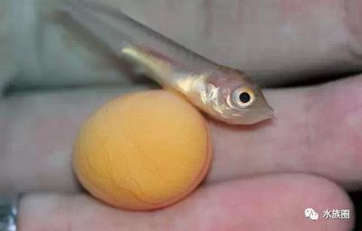 龍魚蛋怎么孵化,龍魚蛋孵化步驟和注意事項和注意事項:龍魚蛋孵化步驟和注意事項和注意事項和注意事項 龍魚百科 第1張 龍魚蛋怎么孵化,龍魚蛋孵化步驟和注意事項和注意事項:龍魚蛋孵化步驟和注意事項和注意事項和注意事項 龍魚蛋怎么孵化,龍魚蛋孵化步驟和注意事項和注意事項:龍魚蛋孵化步驟和注意事項和注意事項和注意事項 龍魚百科 第1張