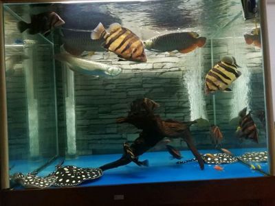 龍魚缸需不需要放珊瑚骨：養(yǎng)蘭壽北方過(guò)濾要不要放珊瑚骨適合養(yǎng)什么魚放珊瑚骨