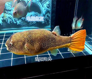 魚缸壁上容易長青苔的原因有哪些（ 魚缸壁上長青苔是怎么回事）