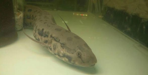 彩蝶海水魚缸怎么養水草視頻 彩蝶海水魚缸怎么養水草視頻教程