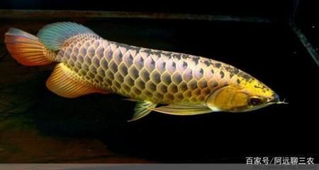 龍魚長(zhǎng)得快嗎還是慢：如何判斷龍魚生長(zhǎng)速度 龍魚長(zhǎng)得快嗎還是慢：如何判斷龍魚生長(zhǎng)速度 龍魚百科 第4張