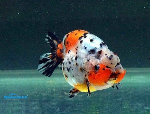 家養紅龍魚能長多大(家養紅龍魚能長多大的魚)