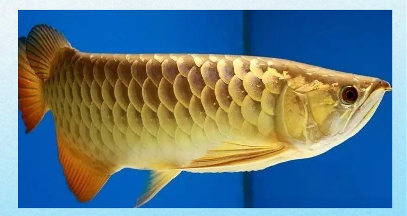 銀龍魚和青龍魚的區別圖片對比