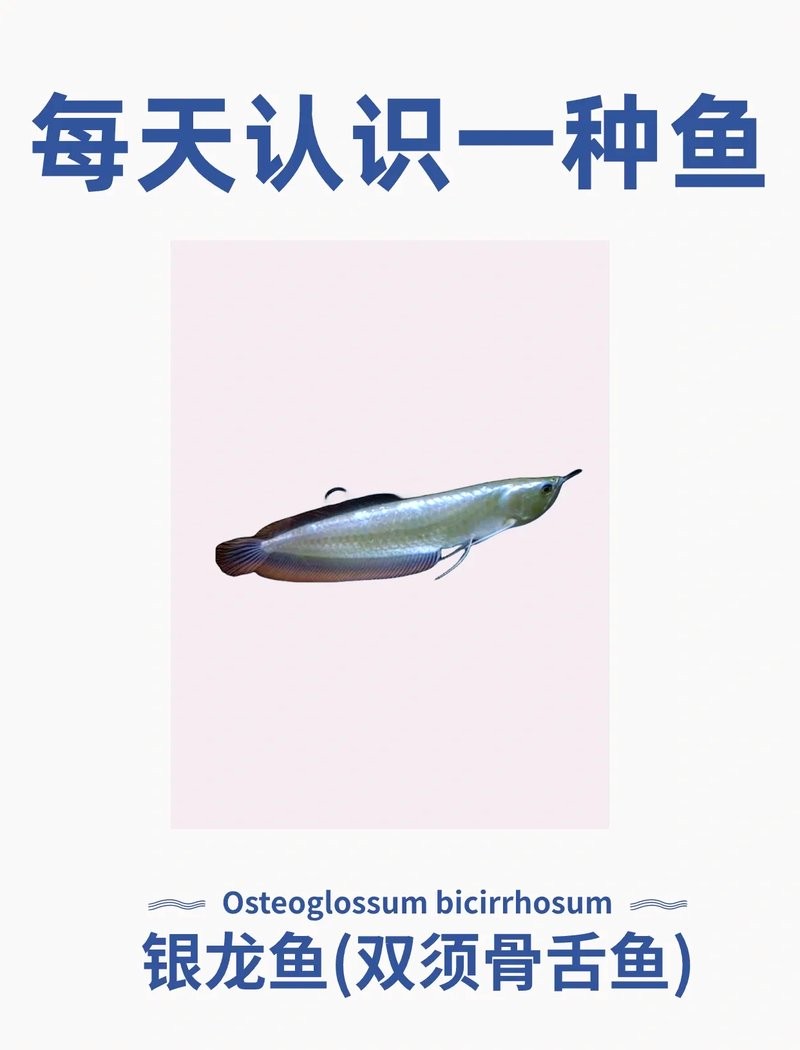 銀龍魚和青龍魚的區別圖片對比